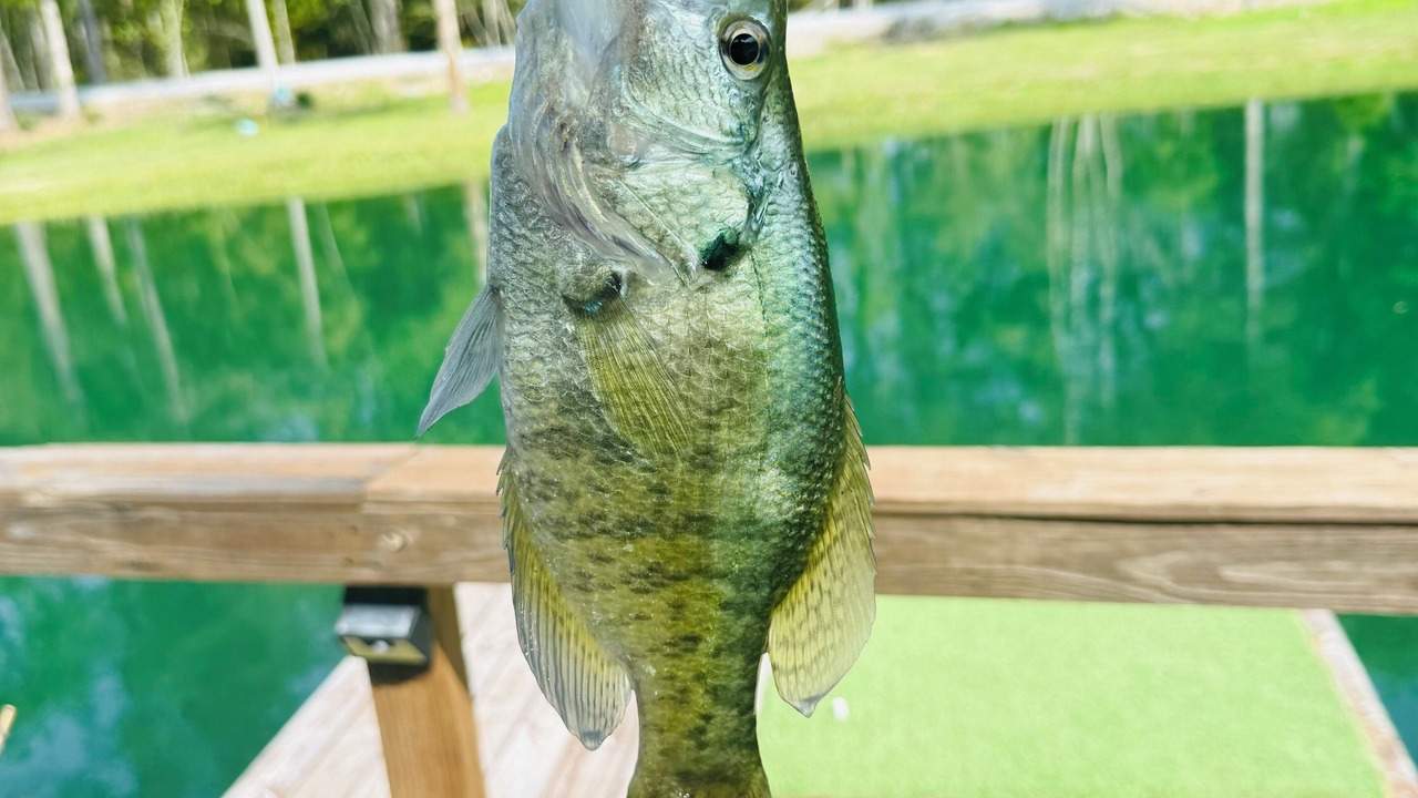 Photo of Others in Kountze