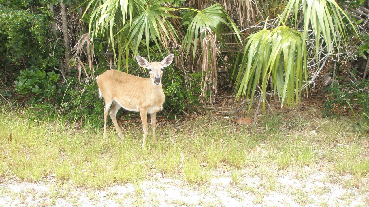 Photo of Others in Sands