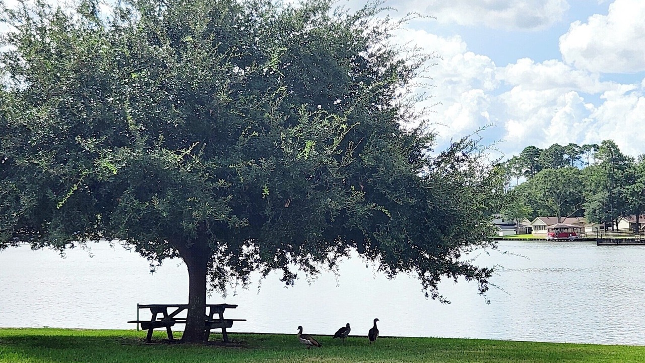 Photo of Outdoor in Willis