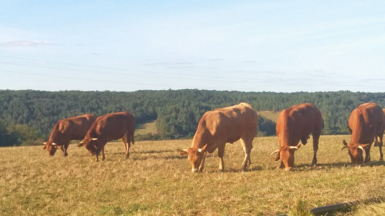 Photo of Others in Saint-Laurent-des-Batons