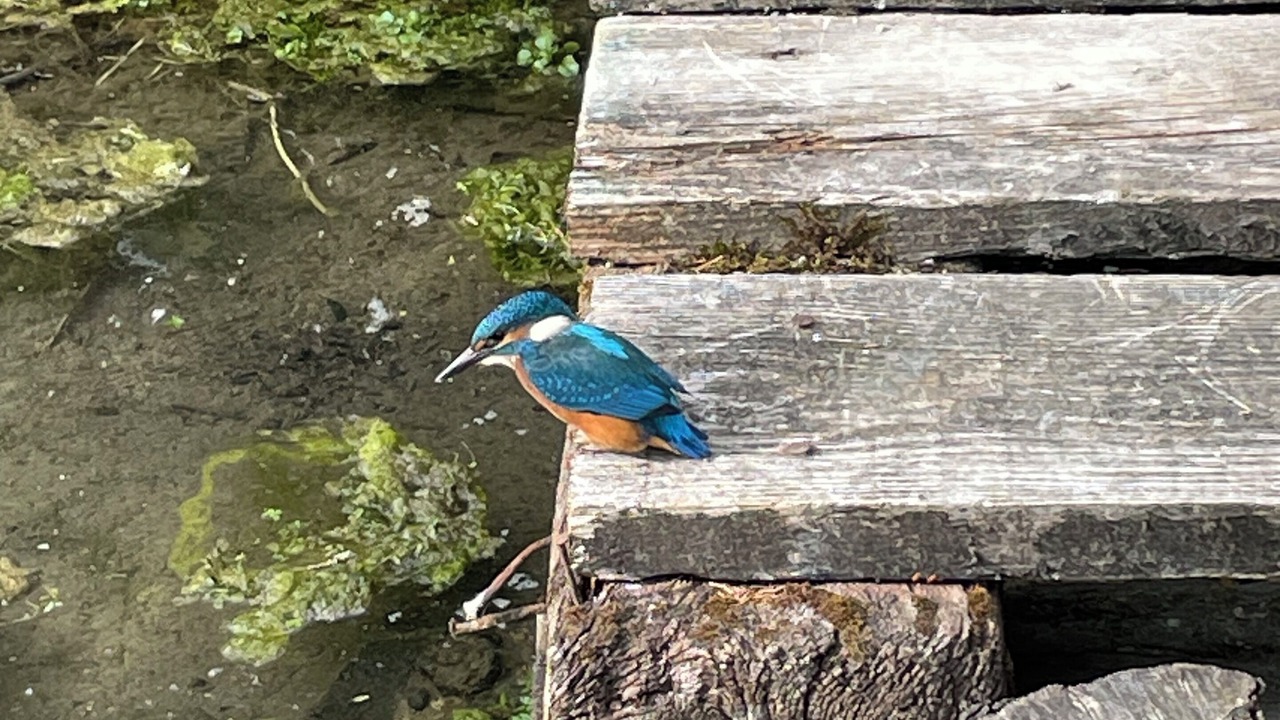 Photo of Others in Hermelinghen