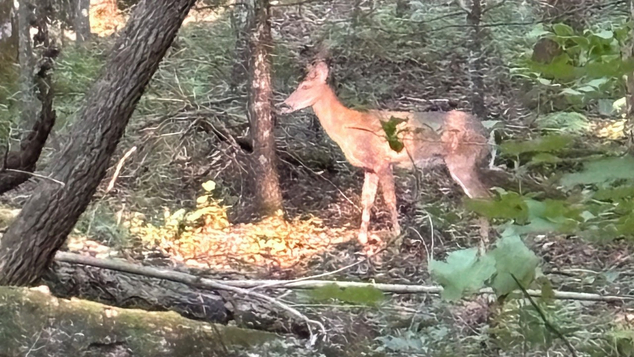 Photo of Outdoor in Ellijay