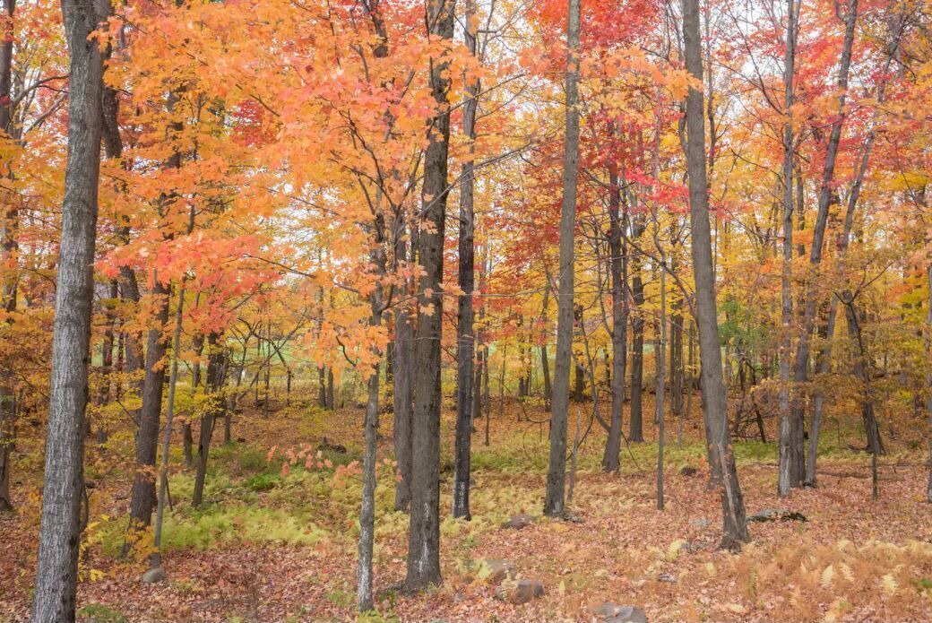 Photo of Others in Prattsville