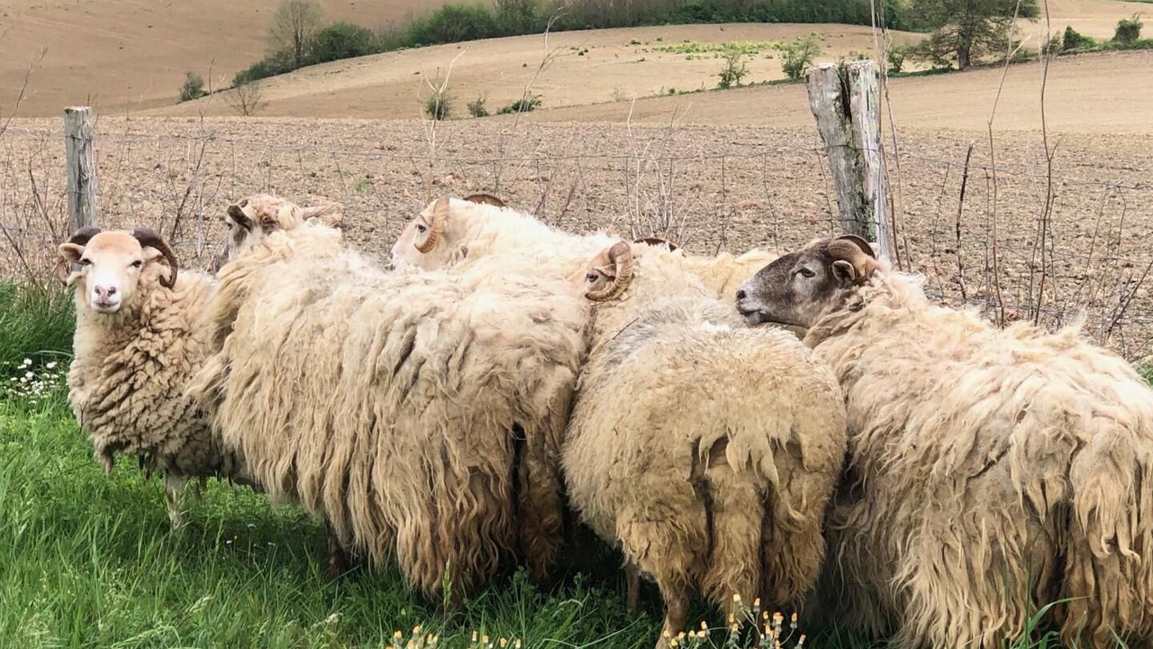 Photo of Others in Gaillac-Toulza