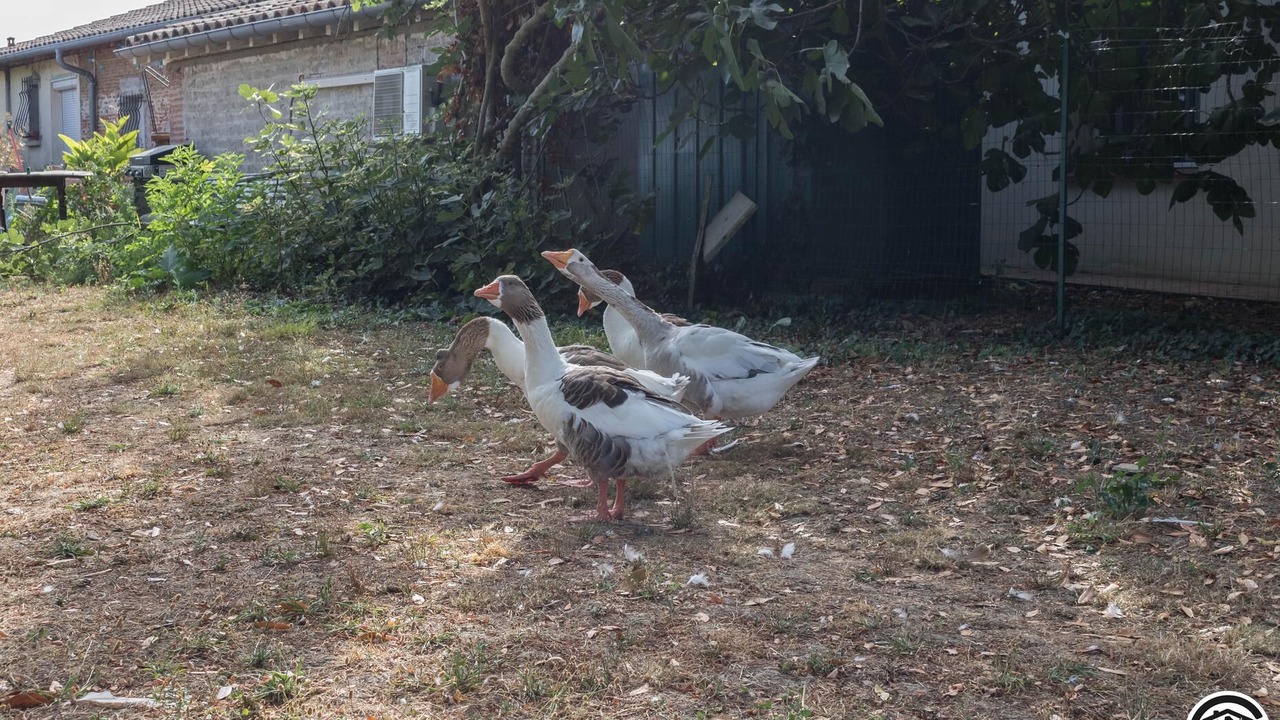 Photo of Outdoor in Saint-Jory