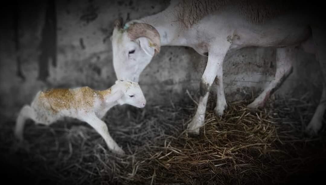 Photo of Others in Valcabere