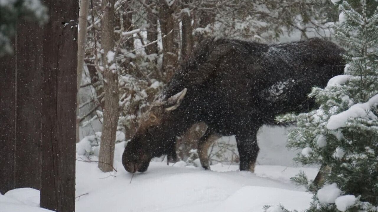 Photo of Others in Snowbird