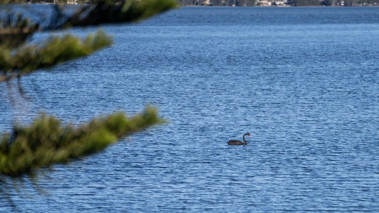 Photo of Others in Buff Point