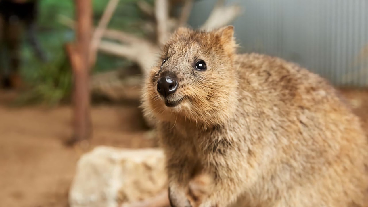 Photo of Others in Lemon Tree Passage