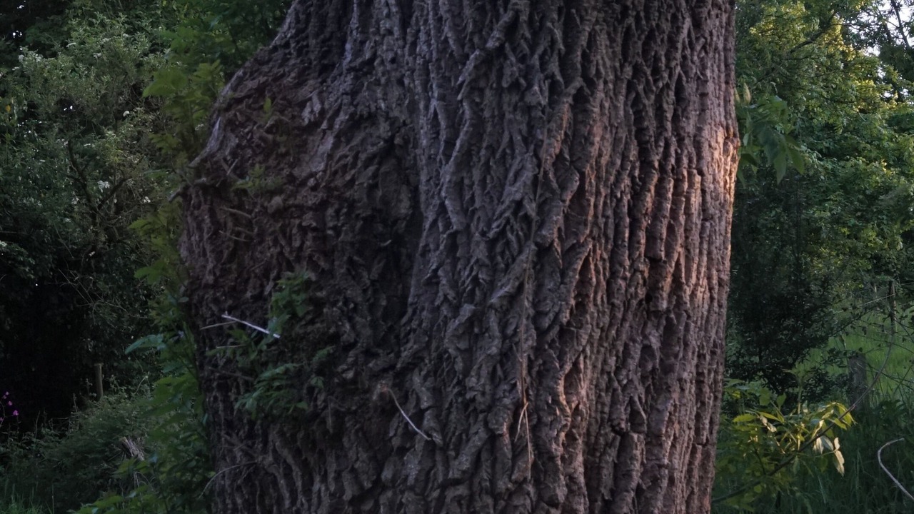 Photo of Others in Gillingham