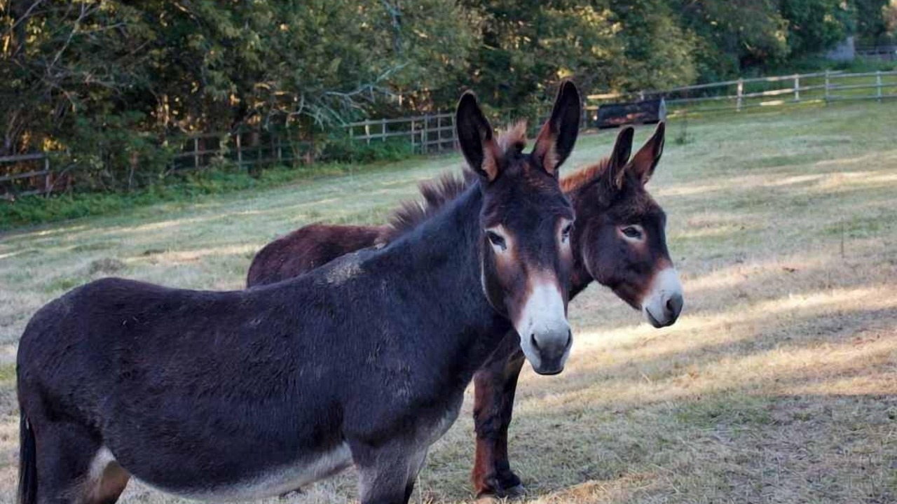 Photo of Others in Great Horkesley