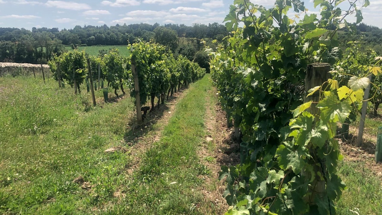 Photo of Others in Moze-sur-Louet