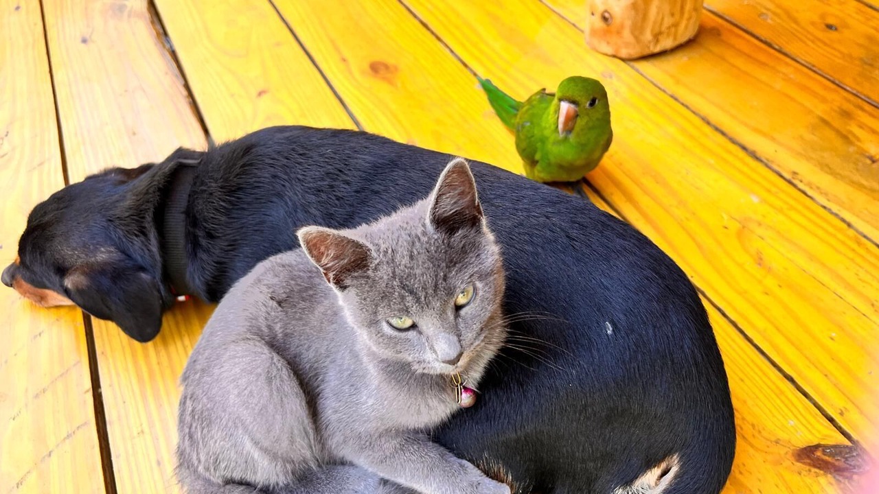 Photo of Others in La Vega Province