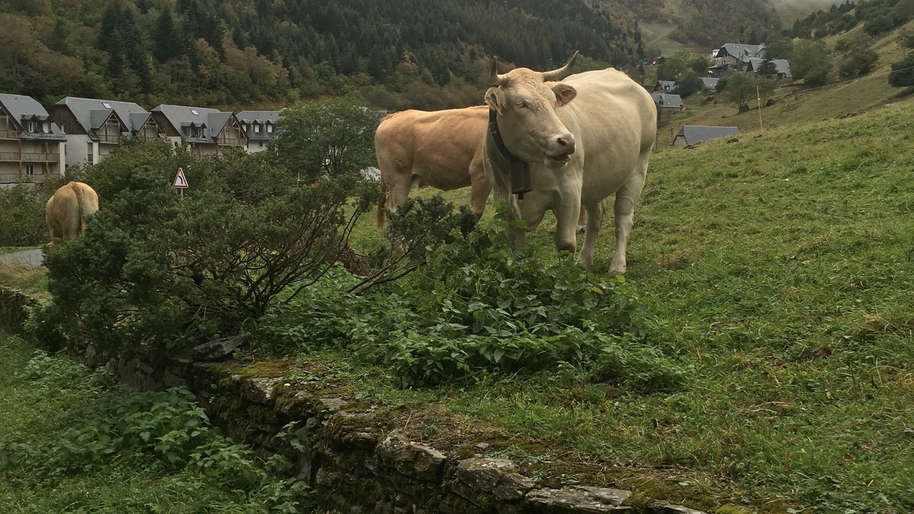 Photo of Others in Cadeilhan-Trachere