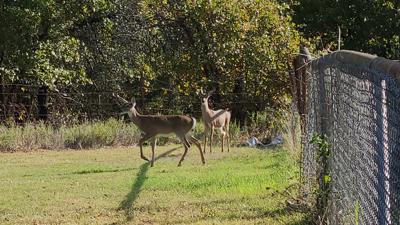 Photo of Outdoor in Bowie