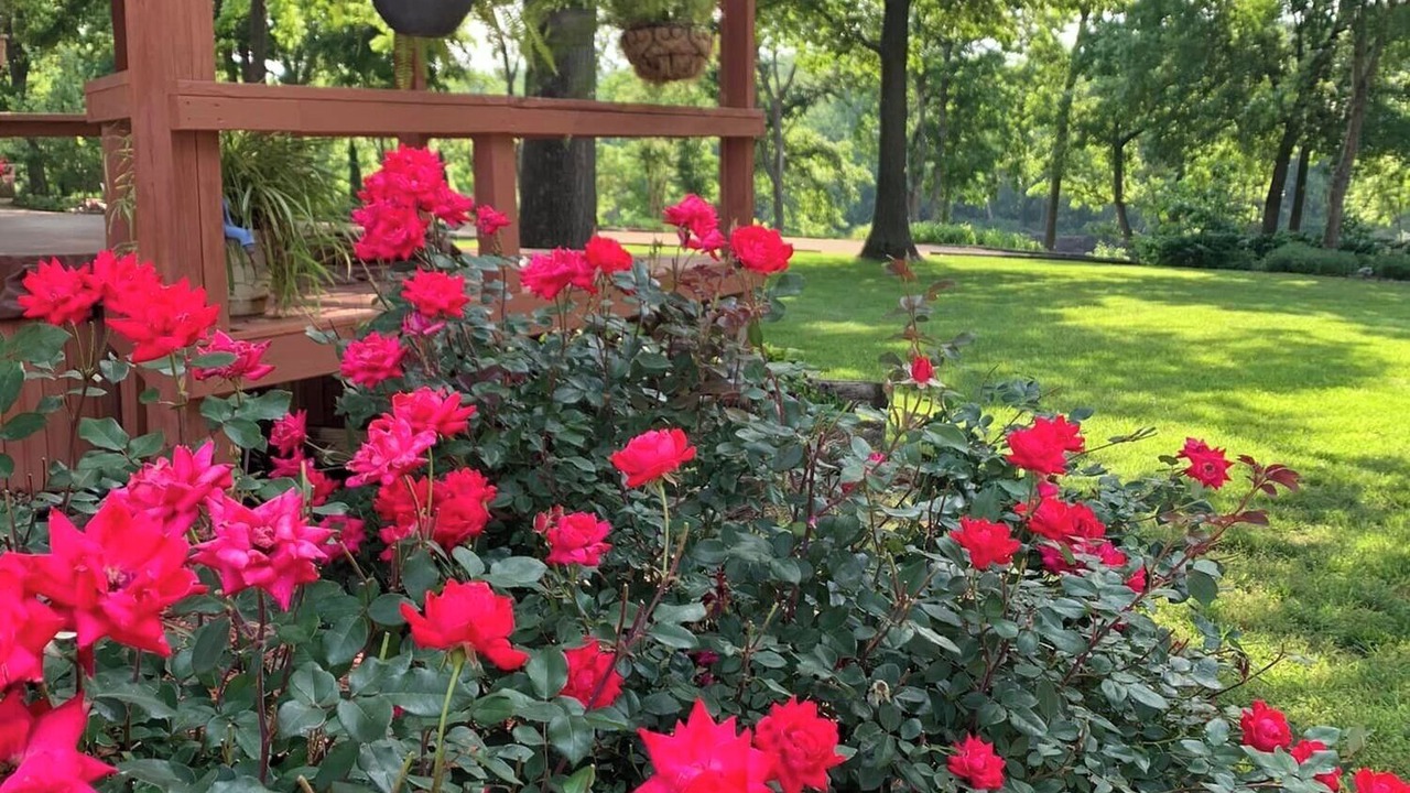 Photo of Others in Norfork