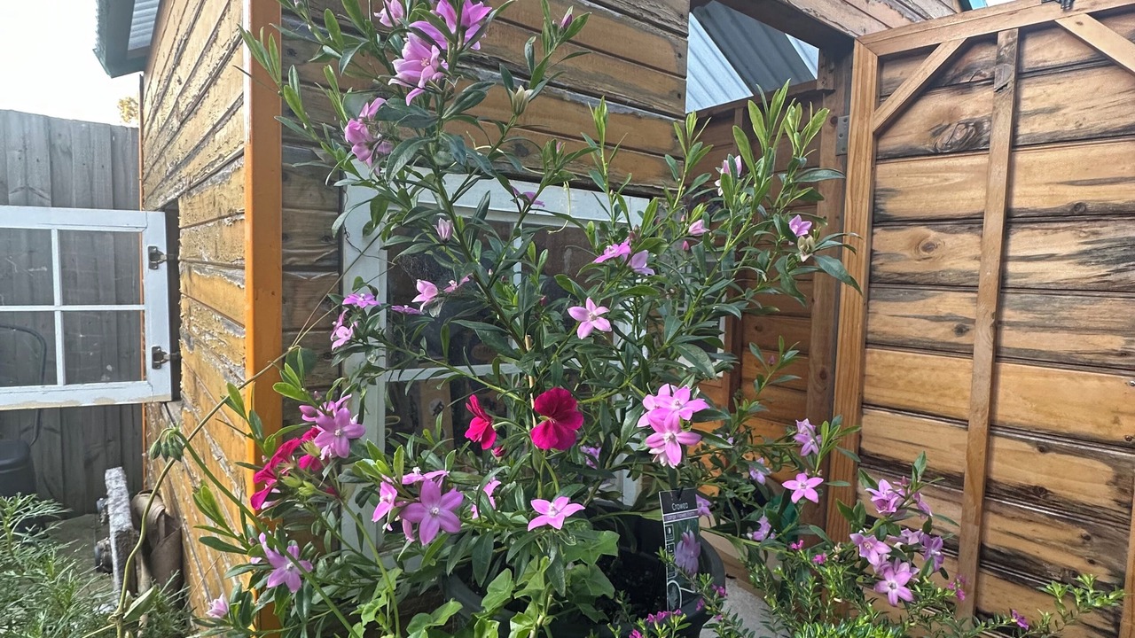 Photo of Outdoor in Point Cook