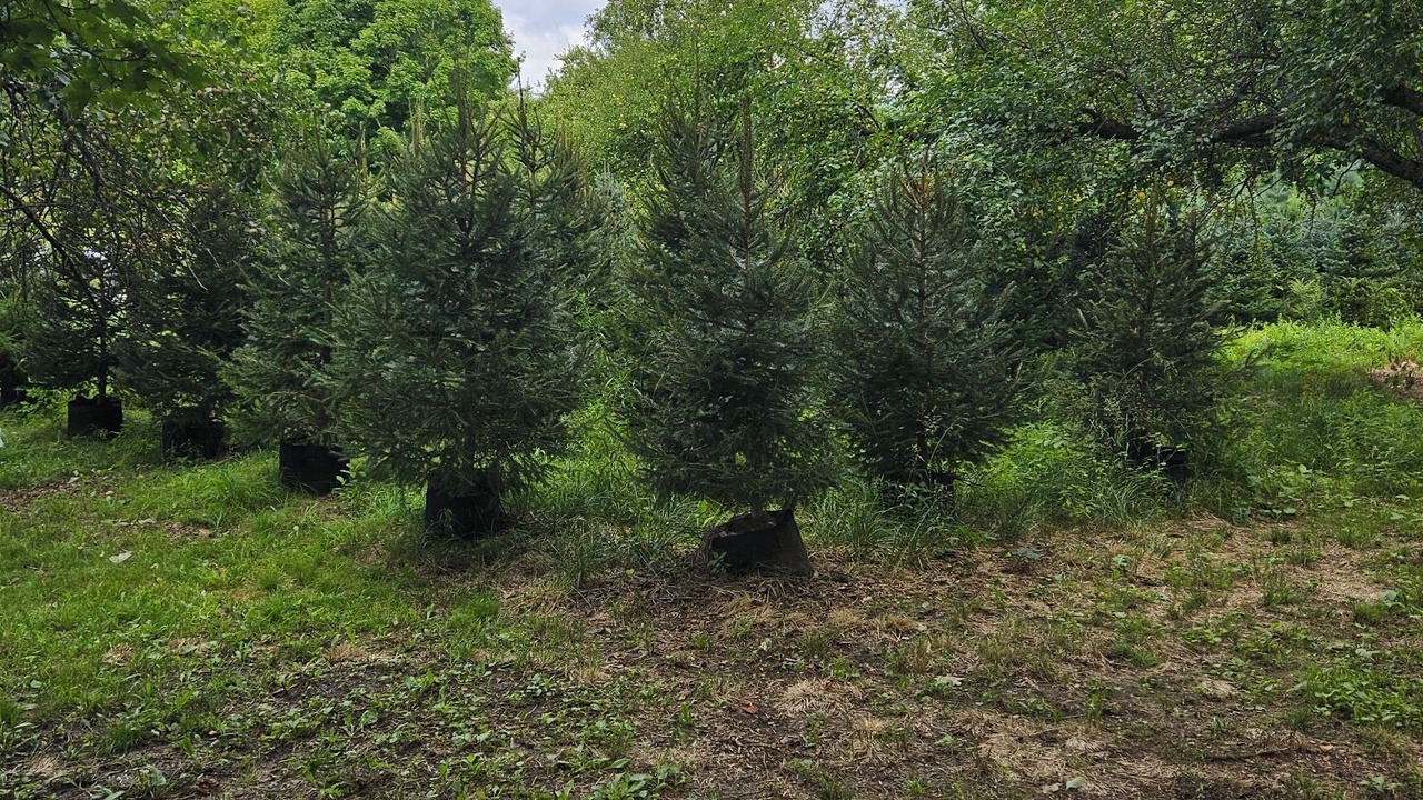 Photo of Outdoor in Bartlett