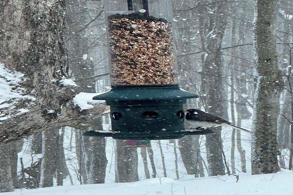 Photo of Others in Glen Huron