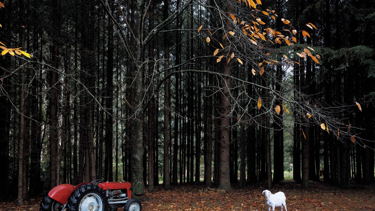 Photo of Others in Noojee