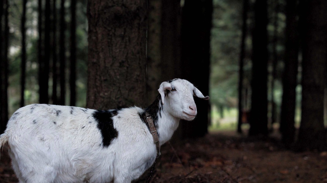 Photo of Others in Noojee