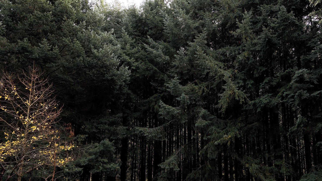 Photo of Others in Noojee