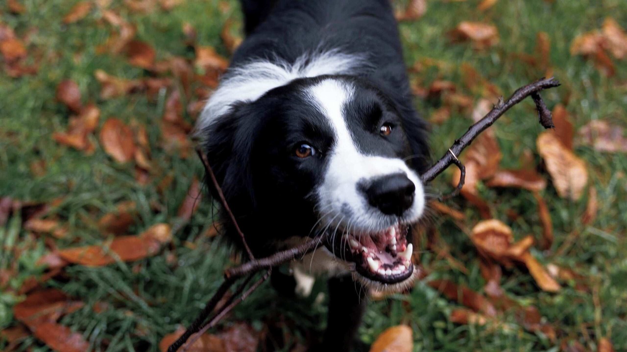 Photo of Others in Noojee