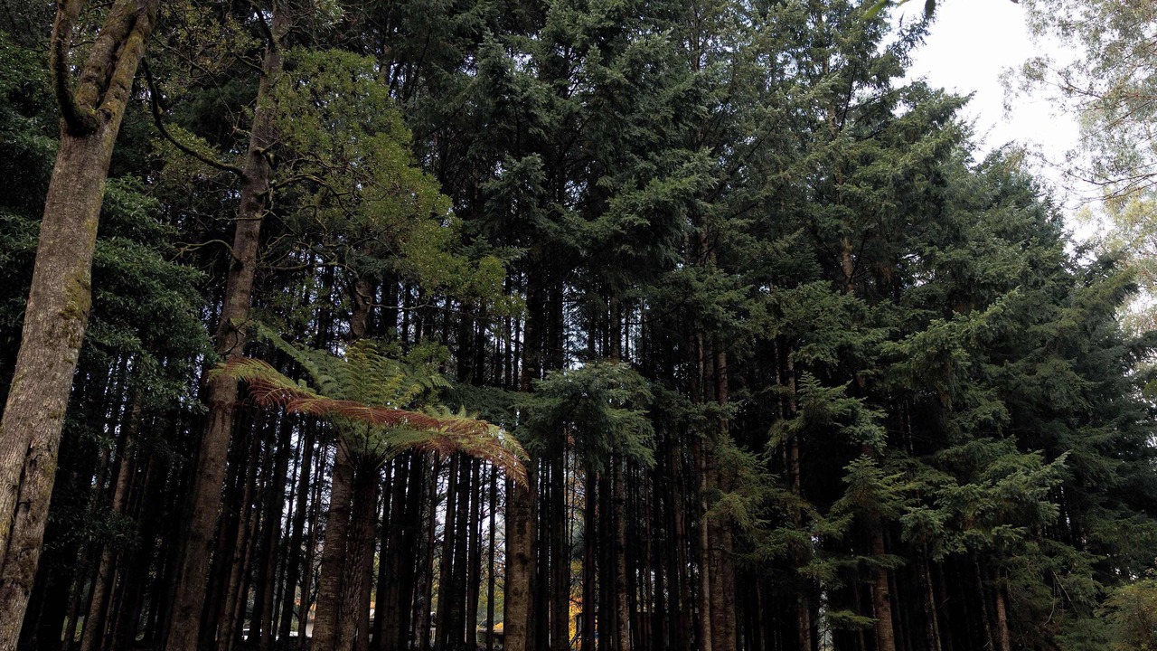 Photo of Others in Noojee