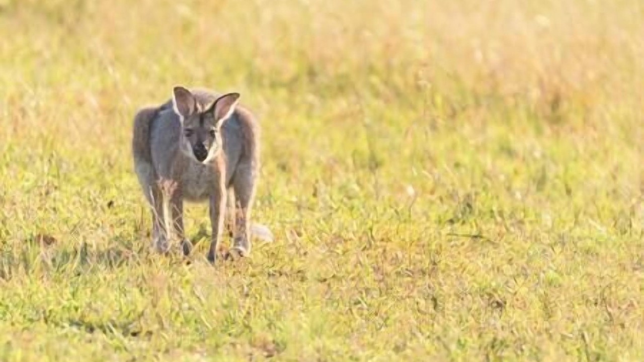 Photo of Others in Possum Brush