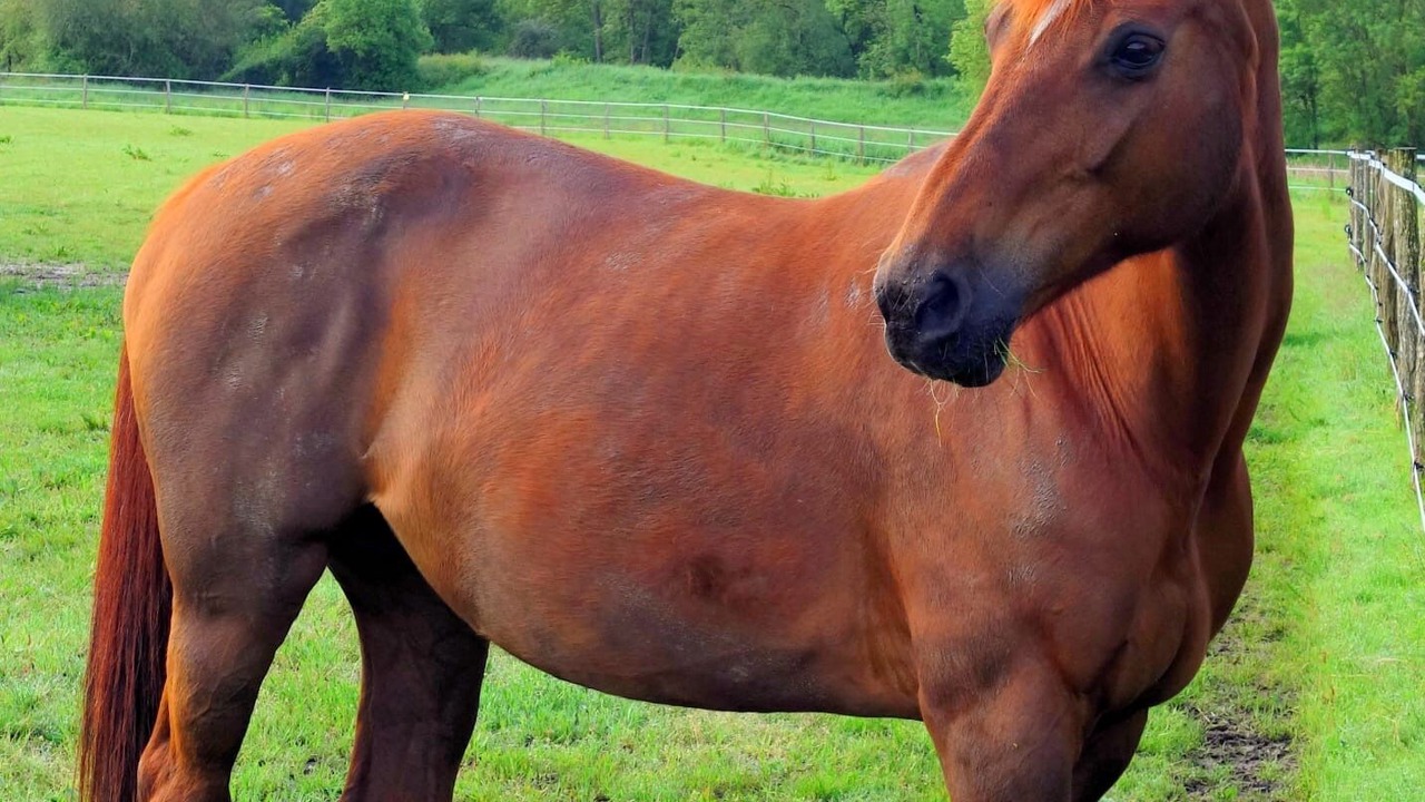 Photo of Others in Brehemont