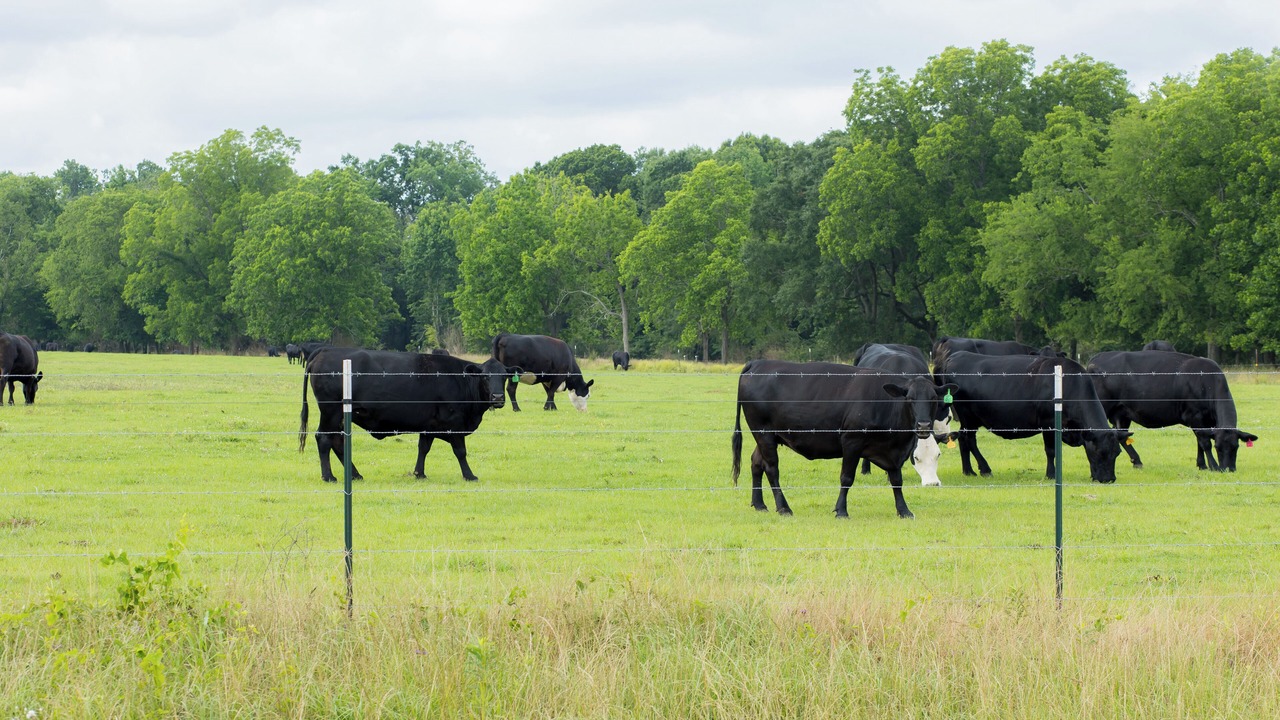 Photo of Outdoor in Blakely