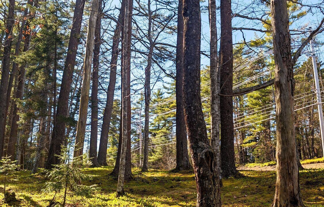 Photo of Others in Bar Harbor