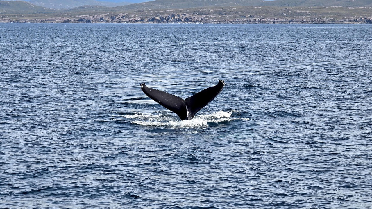 Photo of Others in Ullapool