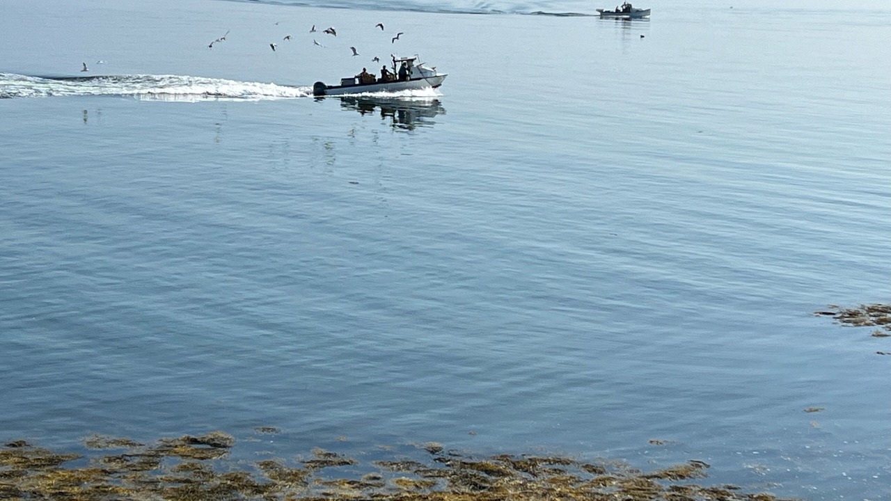 Photo of Others in Brooklin