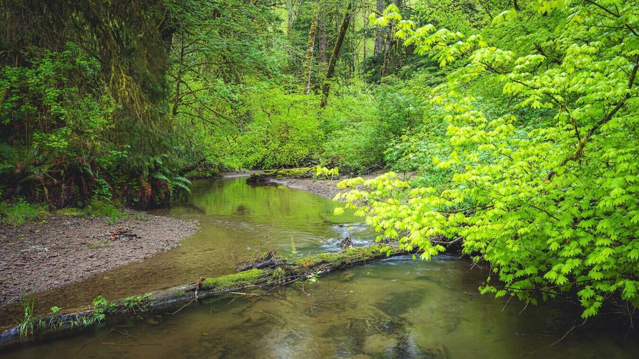 Photo of Others in Forks
