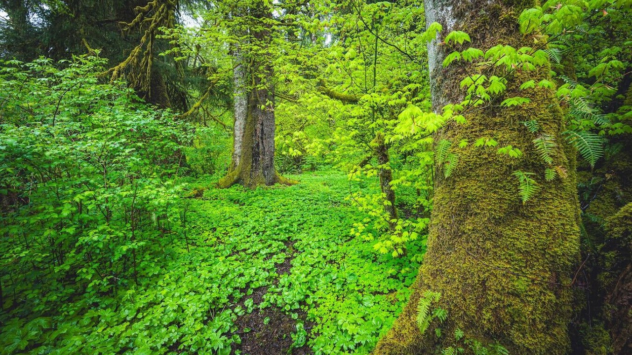 Photo of Others in Forks