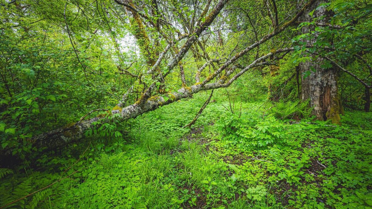 Photo of Others in Forks