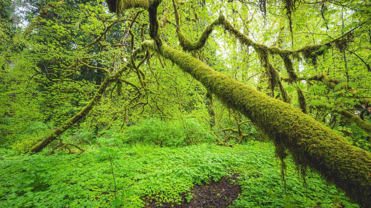 Photo of Others in Forks
