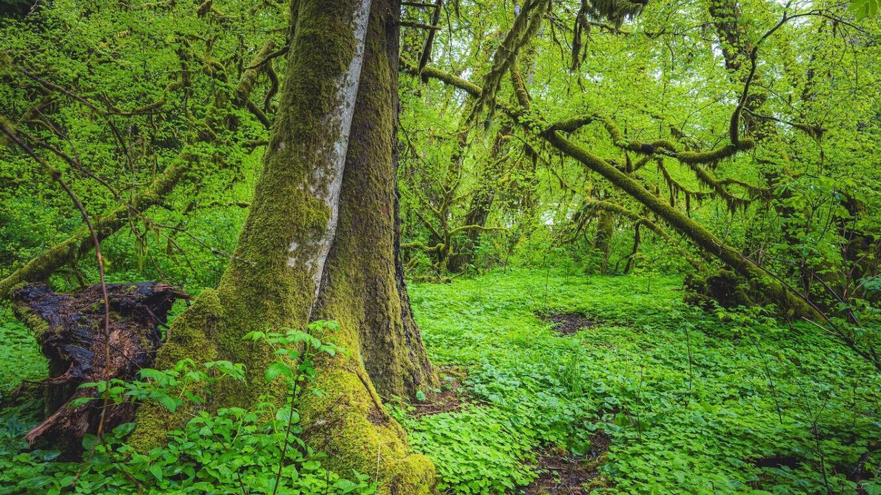Photo of Others in Forks