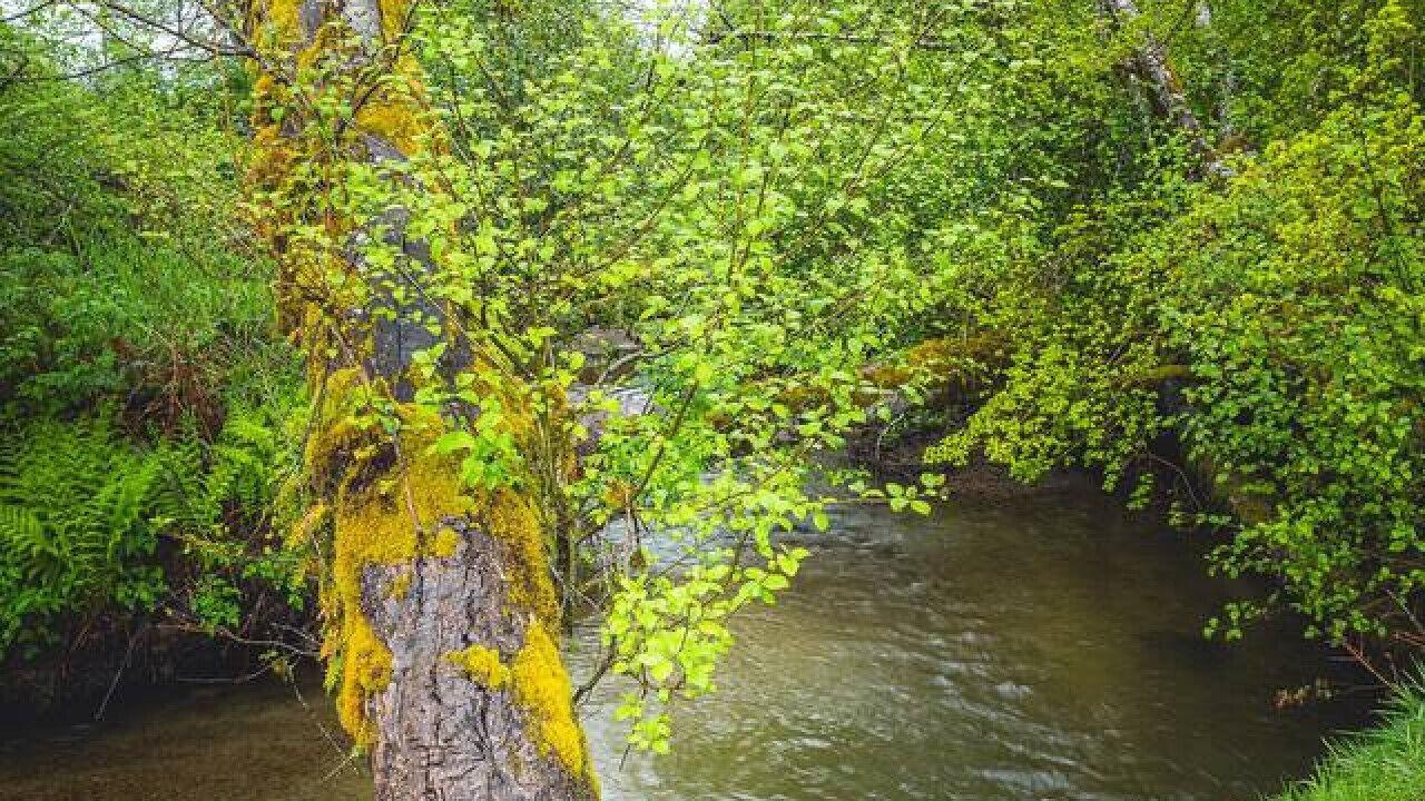 Photo of Others in Forks