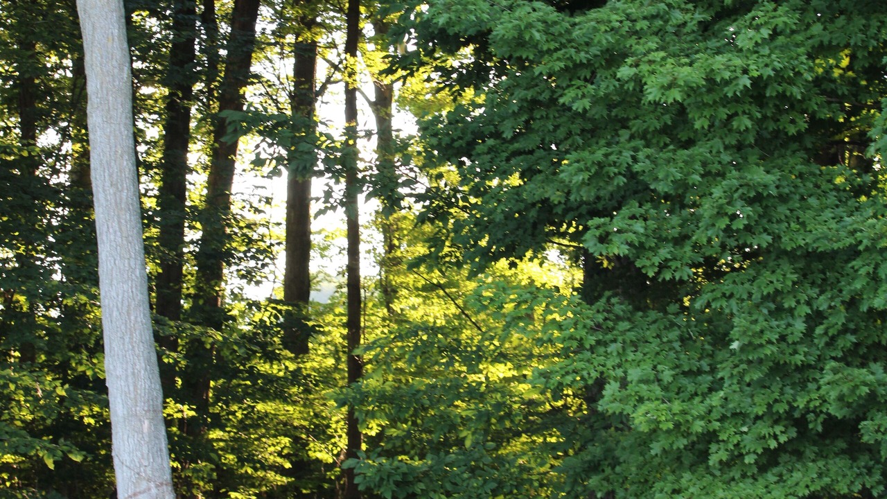 Photo of Outdoor in Oaks Corners