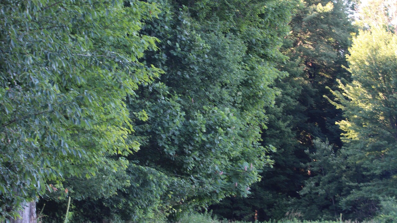 Photo of Outdoor in Oaks Corners