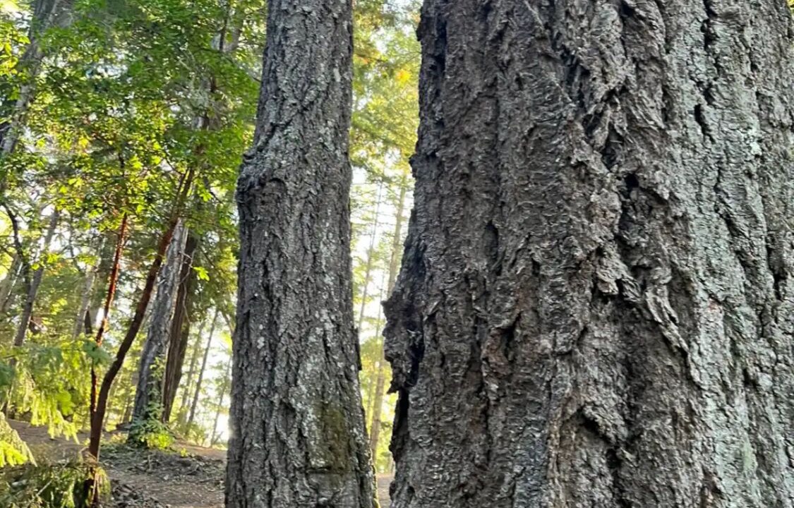 Photo of Others in La Honda