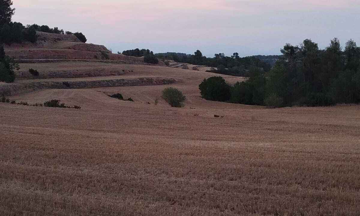 Photo of Others in Vallbona de les Monges