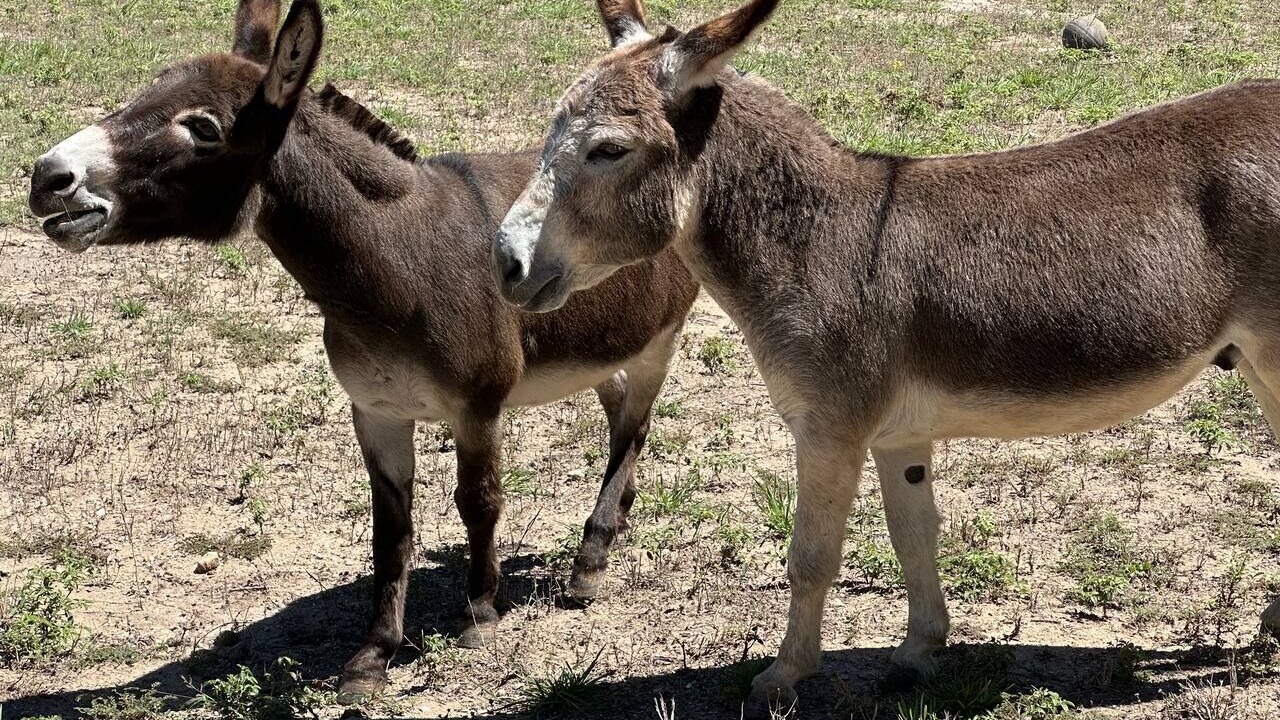 Photo of Others in Dripping Springs