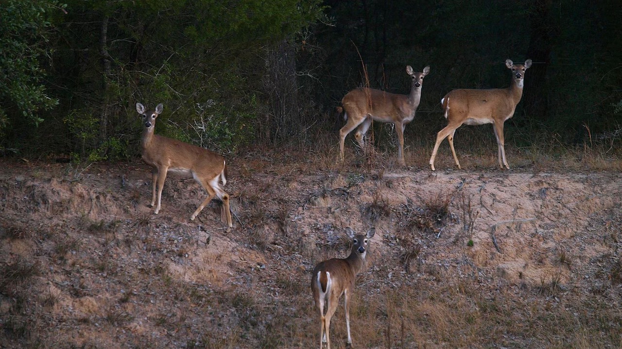 Photo of Others in Cat Spring