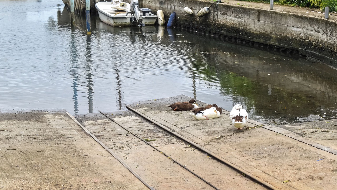 Photo of Others in Stodmarsh