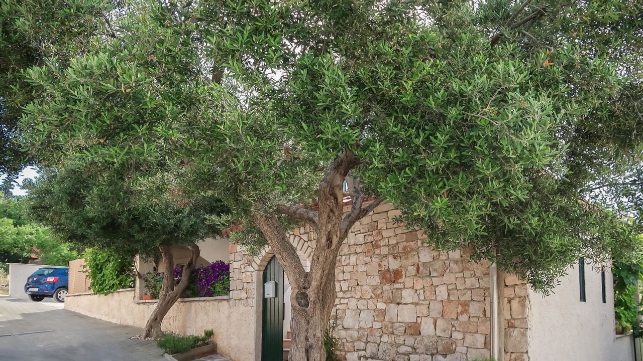 Photo of Others in Supetar