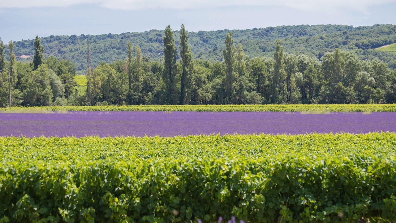 Photo of Others in Valreas