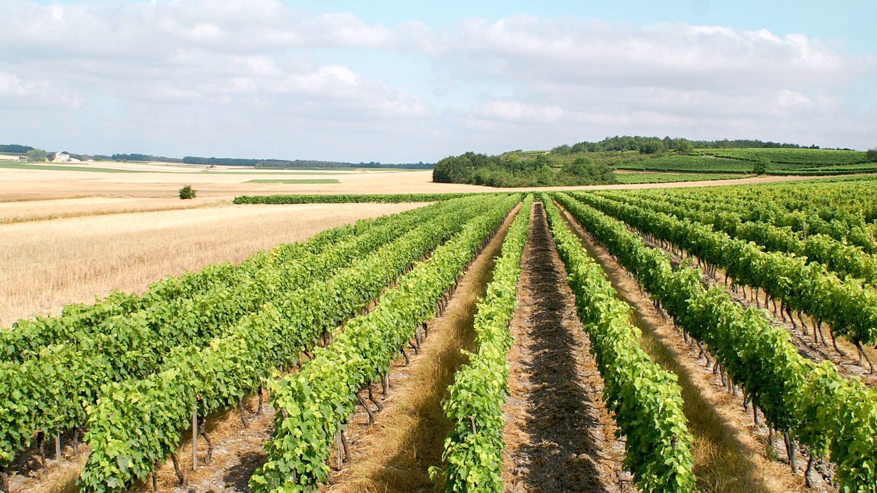 Photo of Others in Jonzac